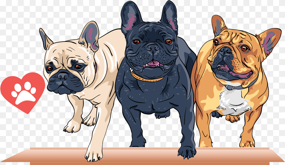 Transparent French Bulldog Clipart, Animal, Canine, Dog, French Bulldog Png