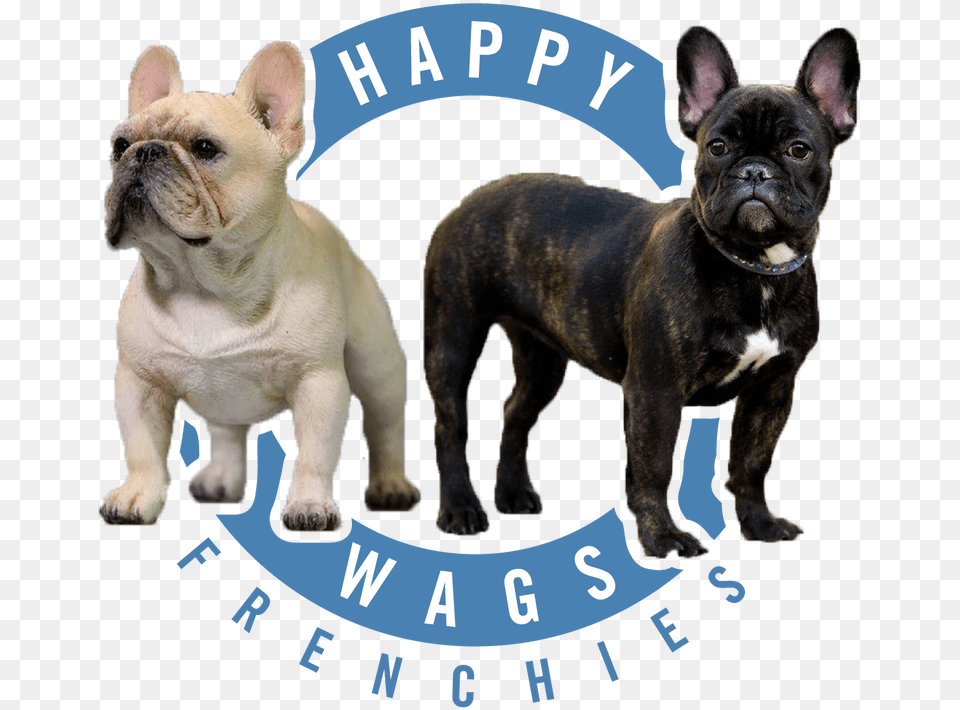 Transparent French Bulldog French Bulldog, Animal, Canine, Dog, French Bulldog Free Png Download