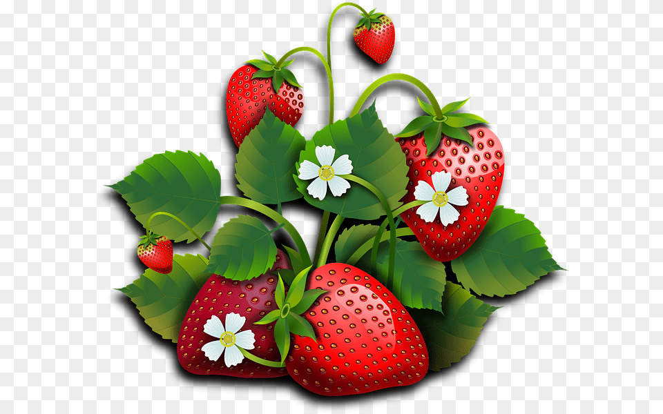 Transparent Fresas Dibujo Frutos Rojos, Berry, Food, Fruit, Plant Free Png Download