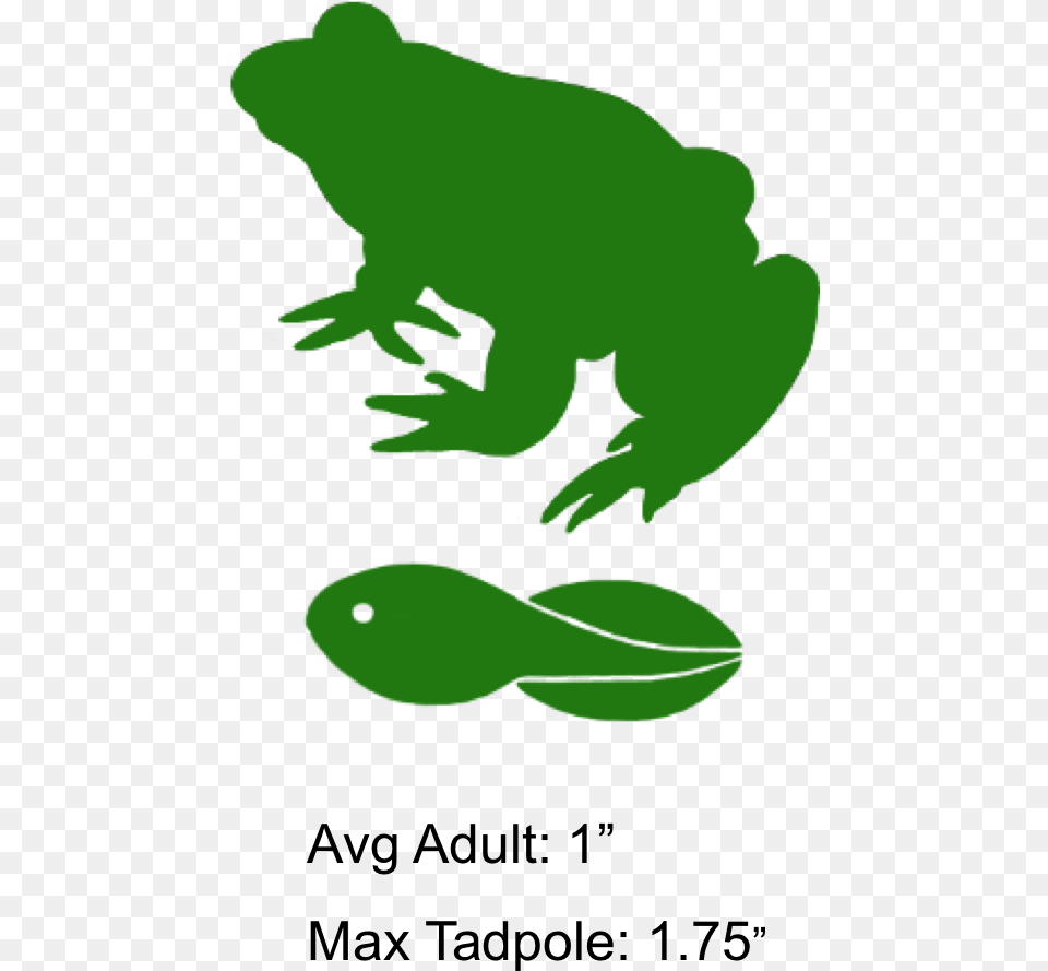 Transparent Frog Clipart, Amphibian, Animal, Wildlife, Person Png Image