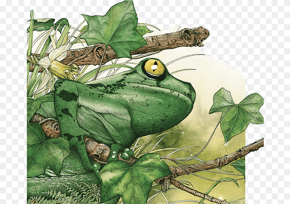 Transparent Frog Rainforest Amazon, Amphibian, Animal, Wildlife, Plant Free Png Download