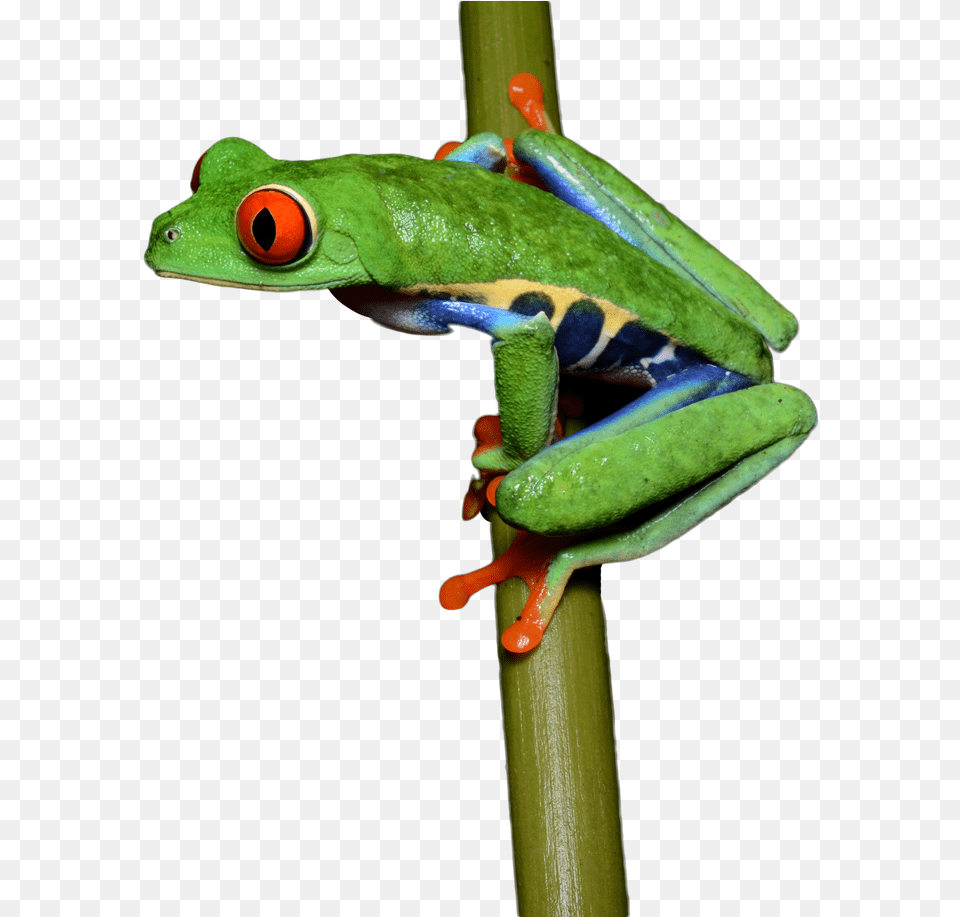 Transparent Frog Red Eyed Tree Frog Dancing, Amphibian, Animal, Wildlife, Tree Frog Free Png Download