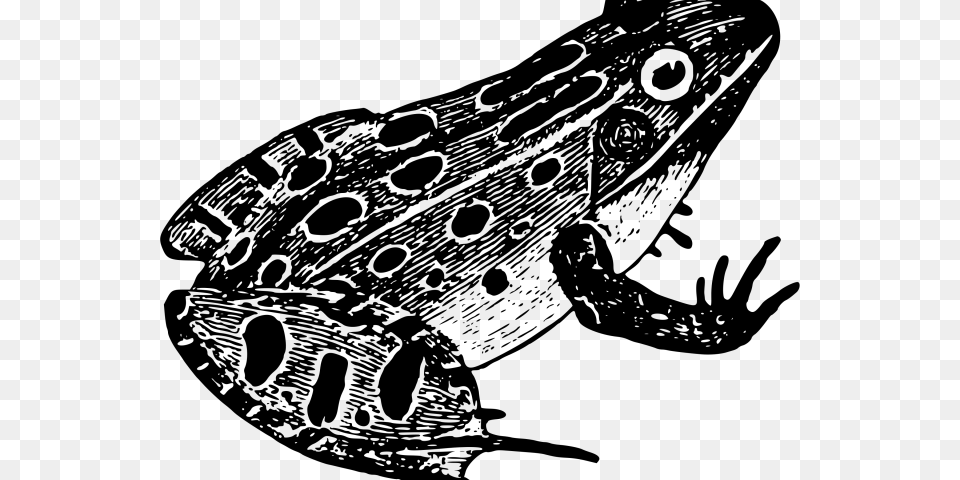 Transparent Froglet Clipart Frog In Black And White, Gray Png Image