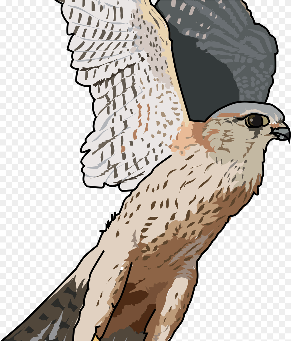 Transparent Full Hd Falcon Hd Wallpapers Falcon Clipart, Animal, Bird, Kite Bird, Accipiter Png Image