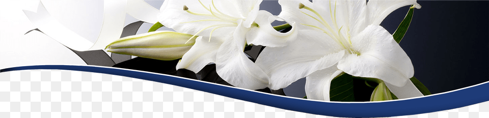 Transparent Funeral, Flower, Plant, Lily, Petal Png Image