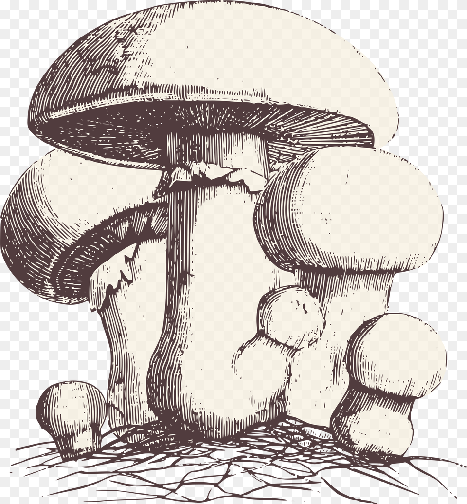 Transparent Fungi Clipart Alice In Wonderland French Art, Agaric, Fungus, Mushroom, Plant Free Png