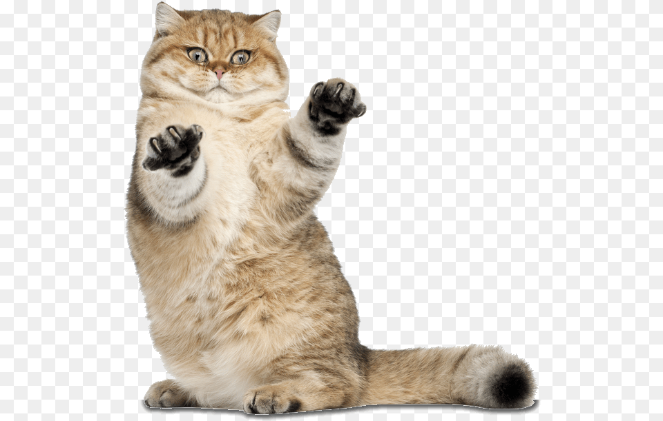 Transparent Funny Cat Transparent Cute Cat, Animal, Mammal, Pet, Manx Png Image