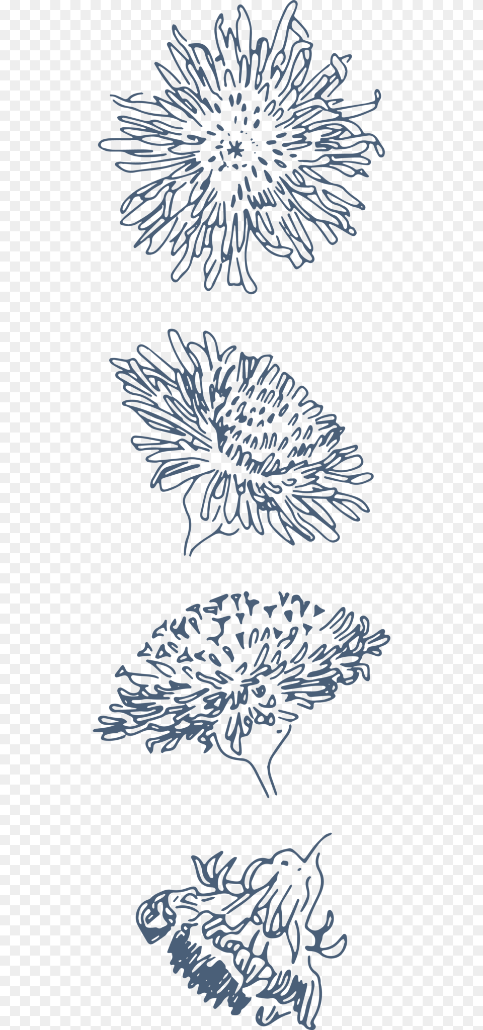 Funny Chrysanths, Home Decor, Rug, Pattern, Texture Free Transparent Png
