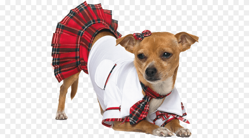 Transparent Funny Dog Sexy Dog Halloween Costumes, Clothing, Skirt, Tartan, Animal Png