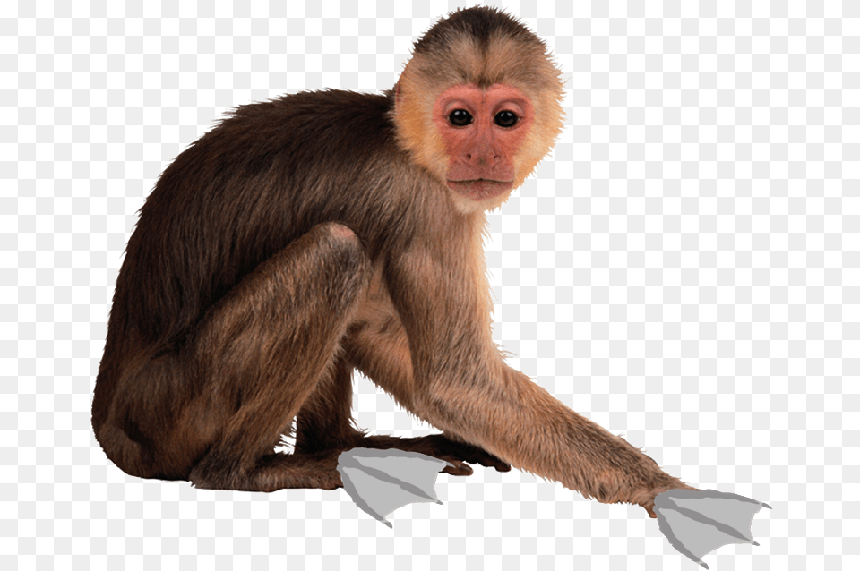 Transparent Funny Monkey Spider Monkey Transparent Background, Animal, Mammal, Wildlife, Baboon Free Png