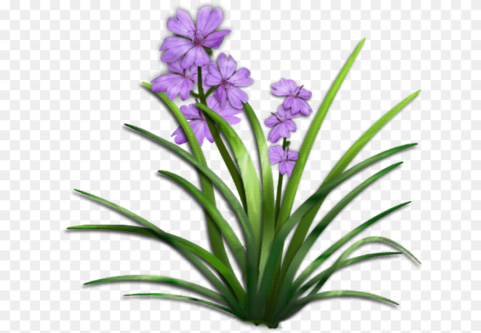 Transparent Garden Flowers Plant With Flower, Geranium, Purple, Petal Png Image
