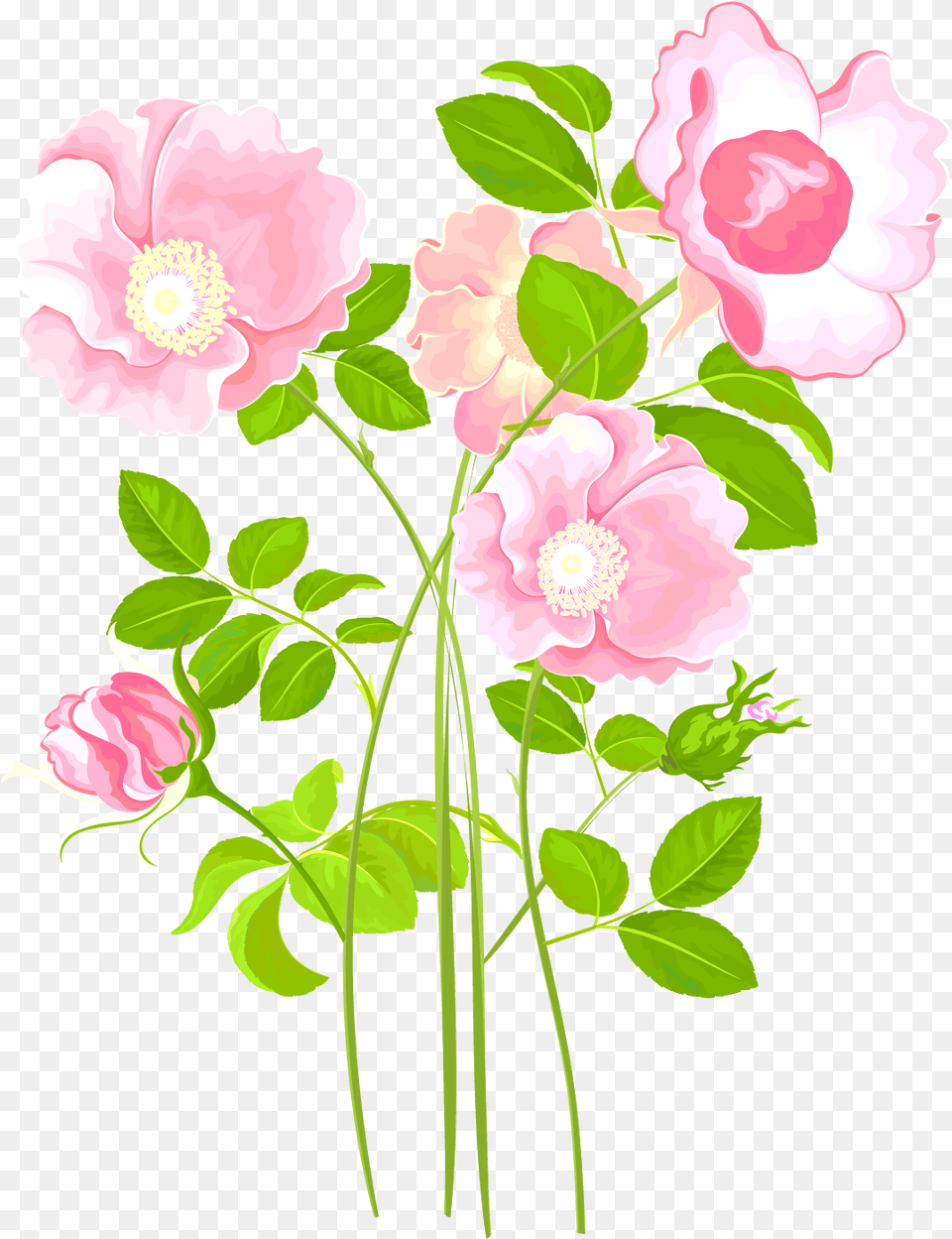 Transparent Garden Plants Garden Roses, Flower, Plant, Rose, Anemone Png