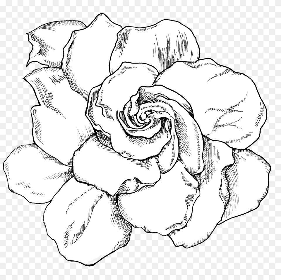 Transparent Gardenia Gardenia Black And White, Art, Drawing, Baby, Person Free Png Download