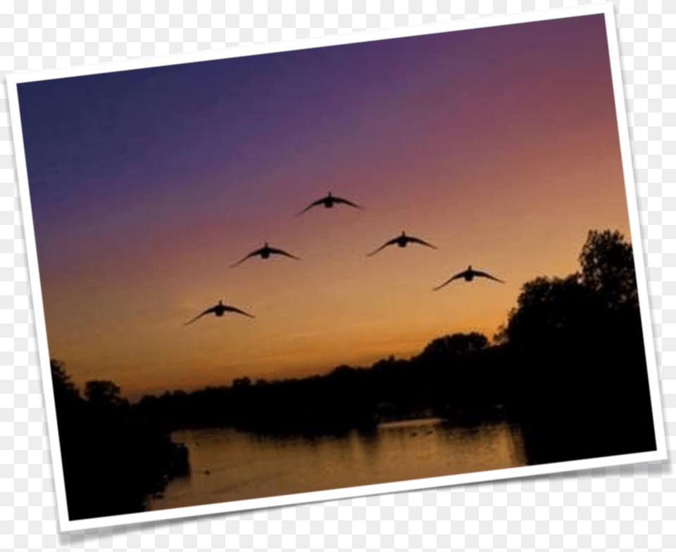 Transparent Geese Flying Flock, Animal, Bird, Outdoors, Nature Free Png