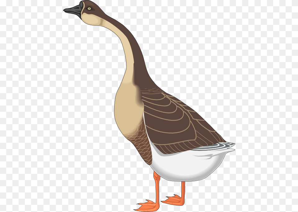 Transparent Geese Flying Goose Clipart, Animal, Bird, Waterfowl, Anseriformes Png