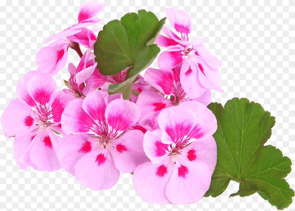 Transparent Geranium Geranium, Flower, Plant, Anther Free Png Download