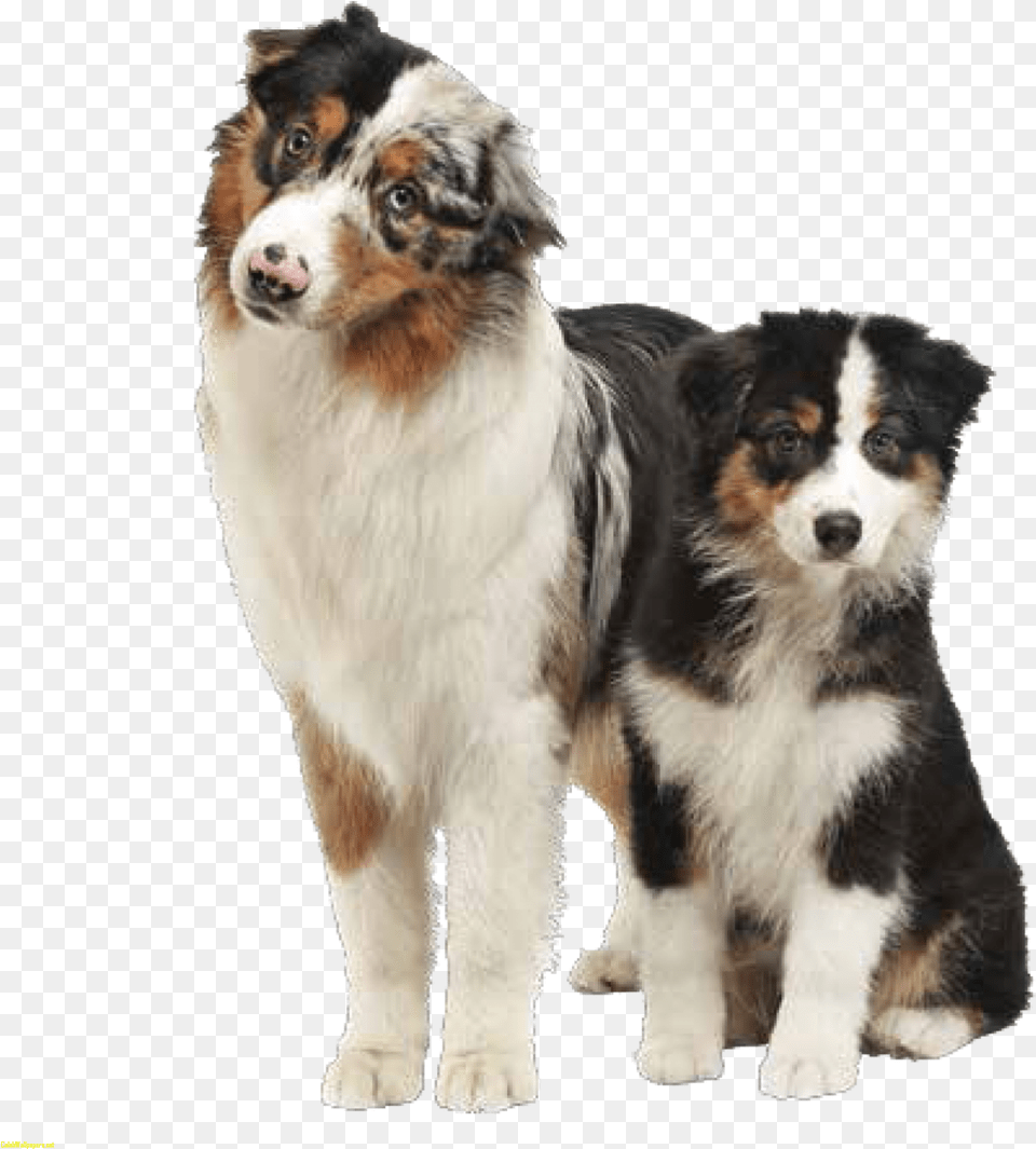 Transparent German Shepherd Clipart Australian Shepherd Bernese Mountain Dog, Animal, Canine, Collie, Mammal Free Png