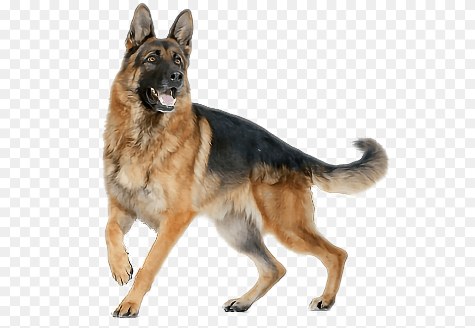 German Shepherd Clipart Background German Shepherd, Animal, Canine, Dog, German Shepherd Free Transparent Png