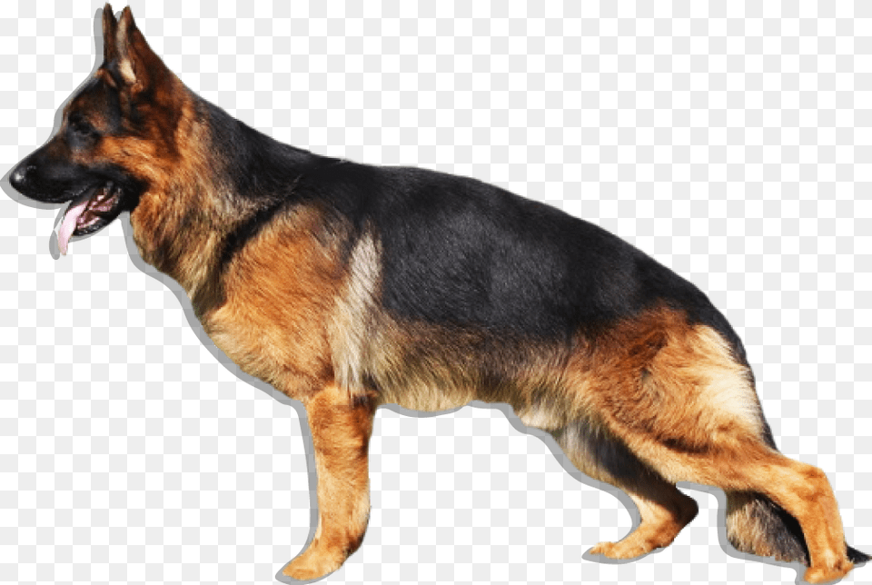 Transparent German Shepherd Puppy Dog German Shepherd, Animal, Canine, German Shepherd, Mammal Free Png Download