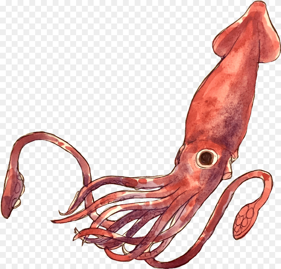 Transparent Giant Squid Squid, Animal, Food, Sea Life, Seafood Free Png Download
