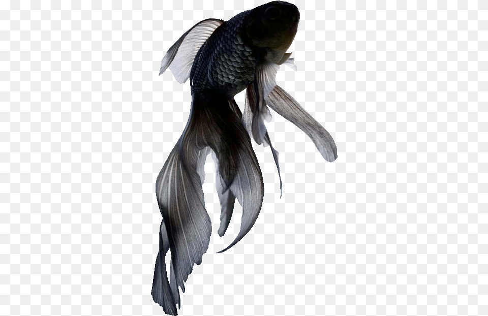 Transparent Gif Sticker Find U0026 Share On Giphy Black Black Fish, Animal, Sea Life, Bird Png Image