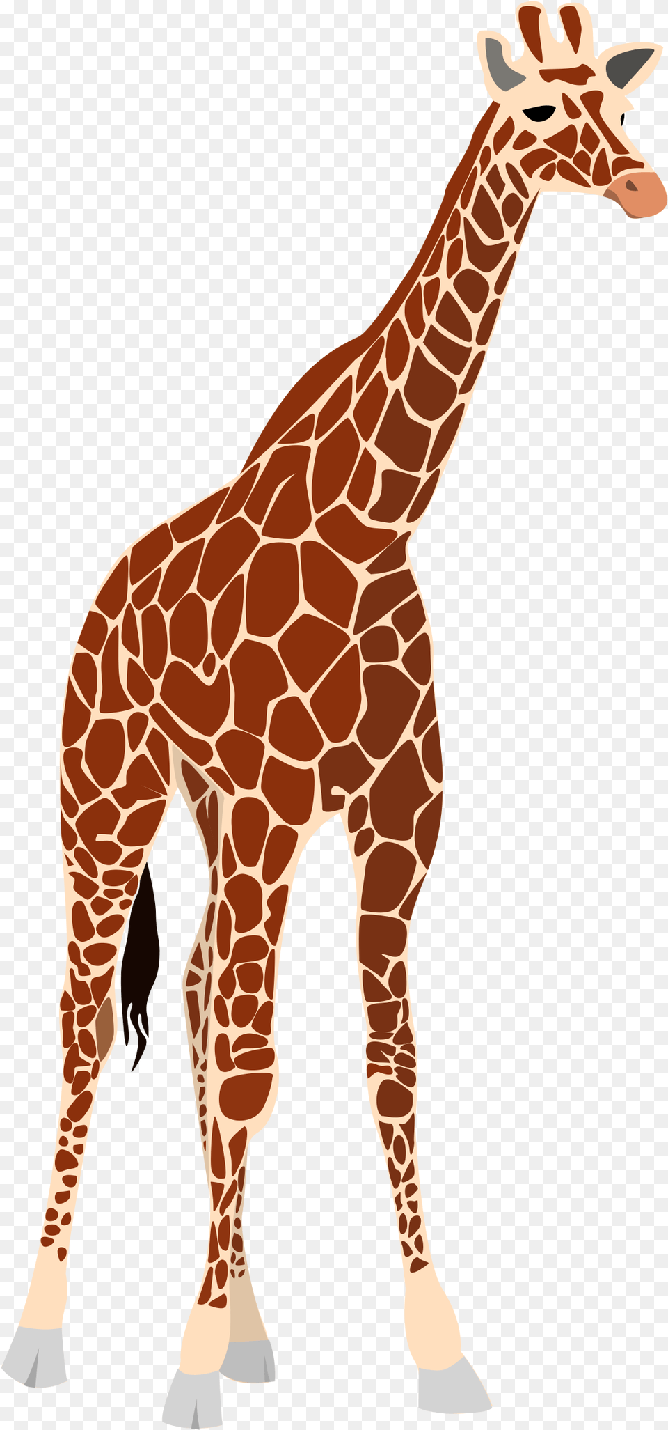 Transparent Giraffe Face Clipart Tall And Short Comparison, Animal, Mammal, Wildlife Png Image