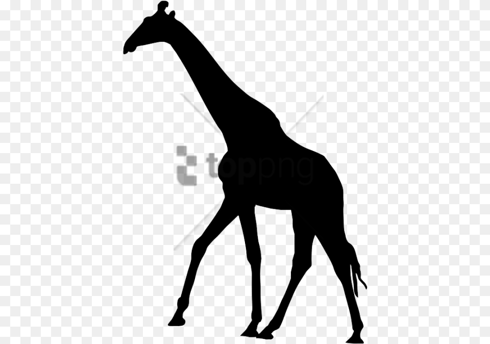 Transparent Giraffes Clipart Transparent Background Giraffe Silhouette, Person, People, Adult, Woman Png Image