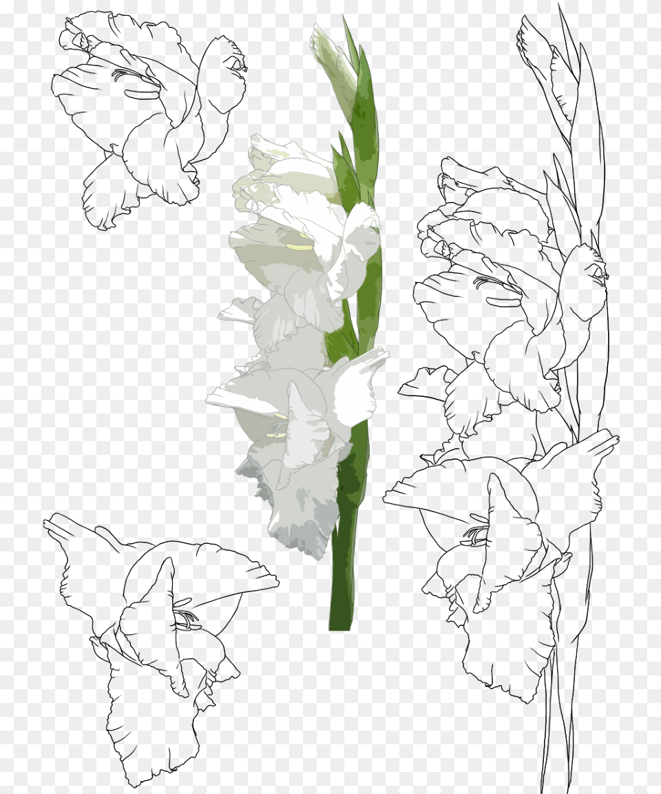 Gladiolus Cch V Hoa Lay N, Flower, Plant Free Transparent Png