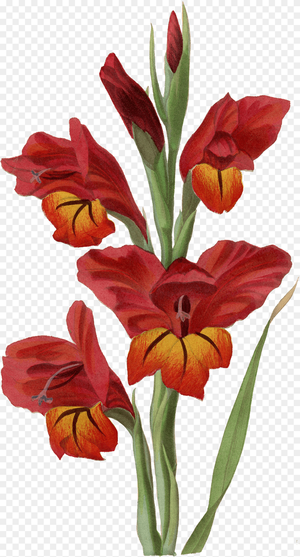 Transparent Gladiolus Gladiolus, Flower, Plant, Rose, Petal Png Image