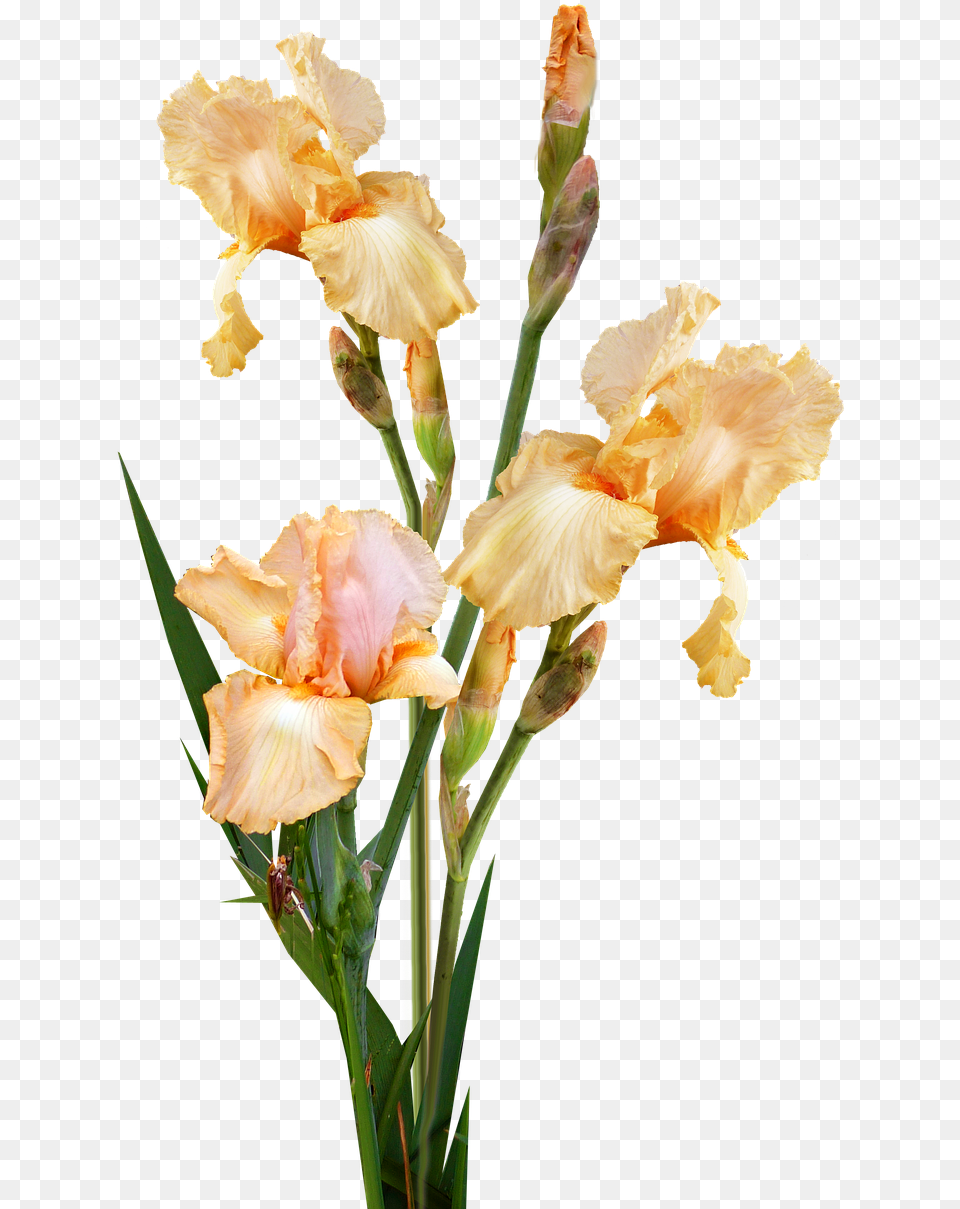 Gladiolus Iris, Flower, Plant, Petal Free Transparent Png