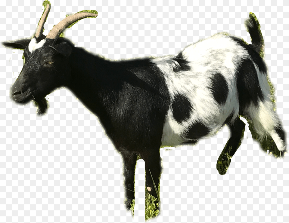 Transparent Goat Clipart Black And White Goat, Livestock, Animal, Mammal, Cattle Png Image