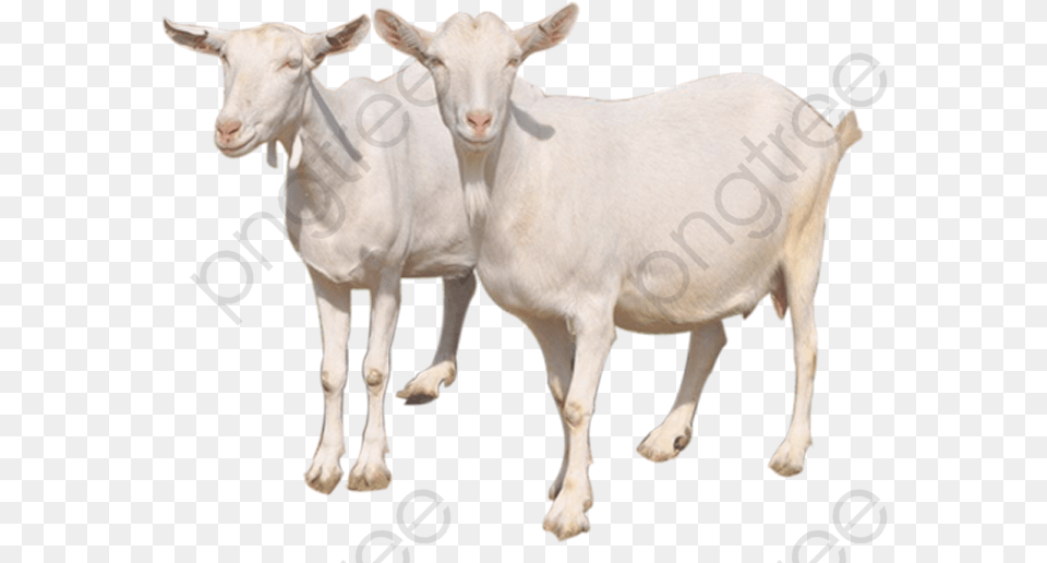 Transparent Goat Clipart Black And White Goats, Livestock, Animal, Mammal, Cattle Free Png Download
