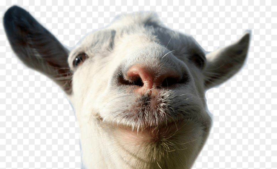 Transparent Goat Head, Livestock, Animal, Mammal, Bear Png Image