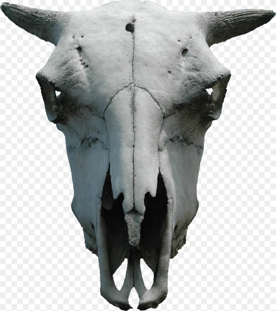 Goat Skull Animal Skull, Dinosaur, Reptile, Body Part, Person Free Transparent Png