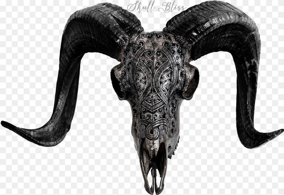 Goat Skull Horn, Person, Livestock, Animal, Mammal Free Transparent Png