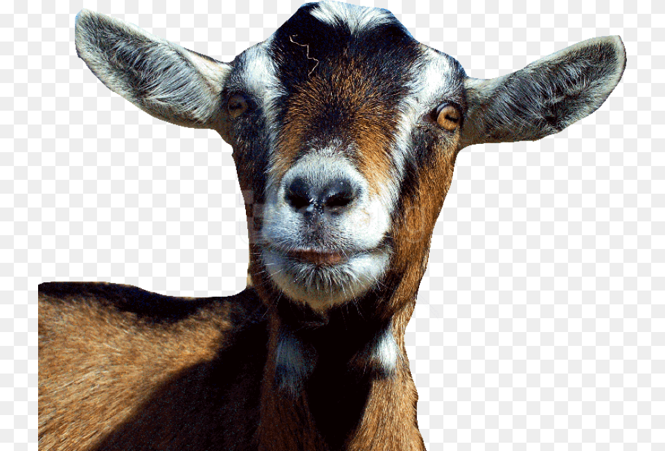 Transparent Goats Goat Head Transparent Background, Livestock, Animal, Mammal, Sheep Free Png Download