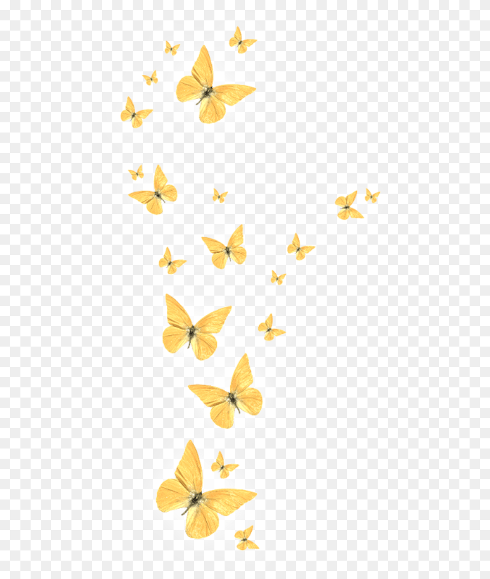 Gold Butterfly Picsart Light Butterfly, Baby, Person, Animal, Insect Free Transparent Png