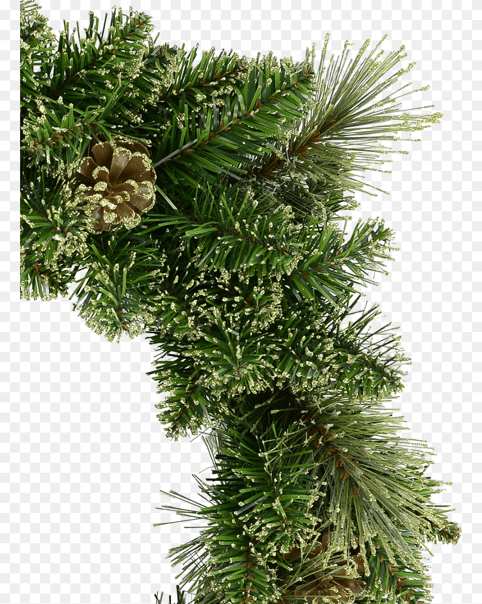Transparent Gold Wreath Christmas Tree, Conifer, Fir, Pine, Plant Free Png Download