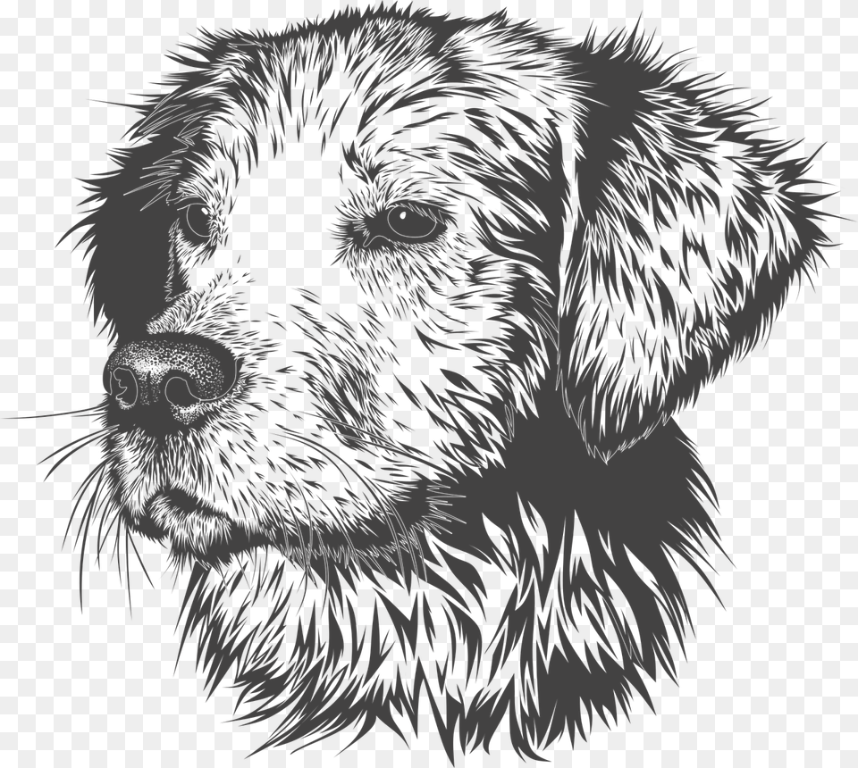 Transparent Golden Retriever Clipart Golden Retriever Head Drawing, Art, Person, Stencil Png Image