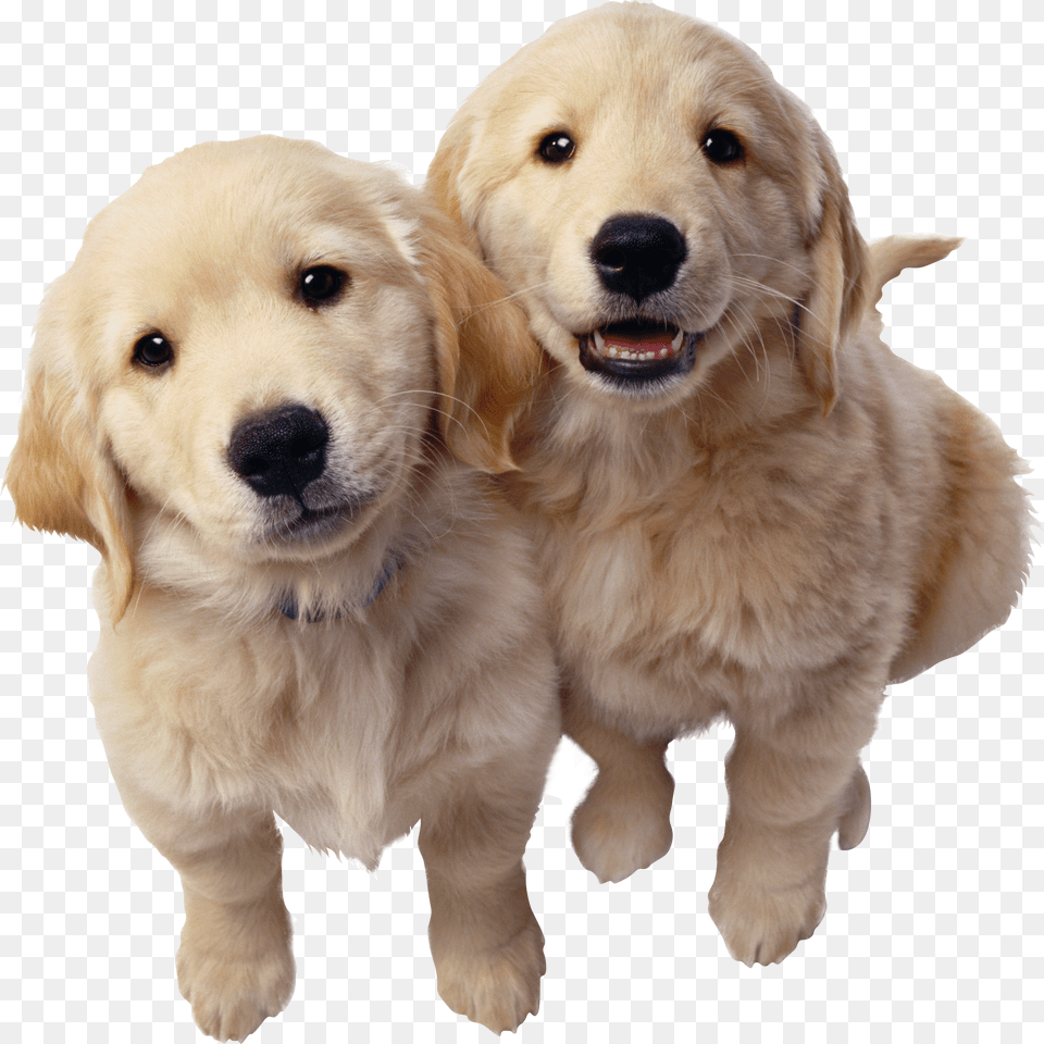 Transparent Golden Retriever Golden Retriever Husky And German Shepherd Png