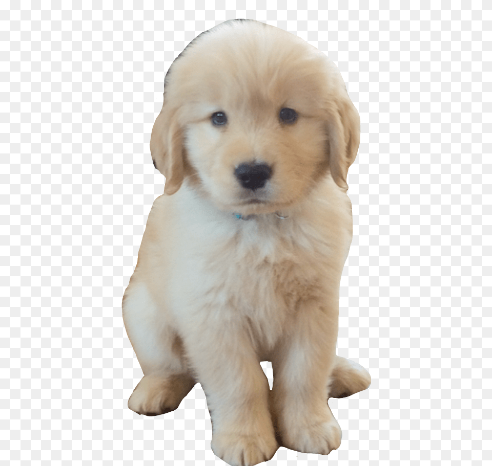Transparent Golden Retriever Puppy Companion Dog, Animal, Canine, Mammal, Pet Png Image