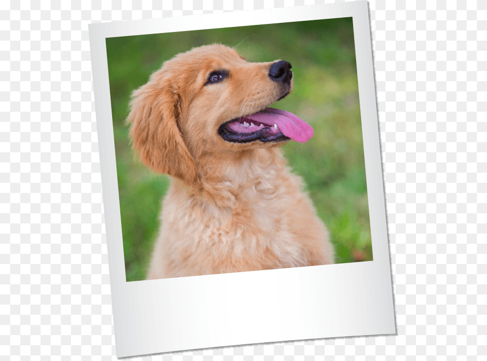 Transparent Golden Retriever Puppy Golden Retriever, Animal, Canine, Dog, Golden Retriever Png