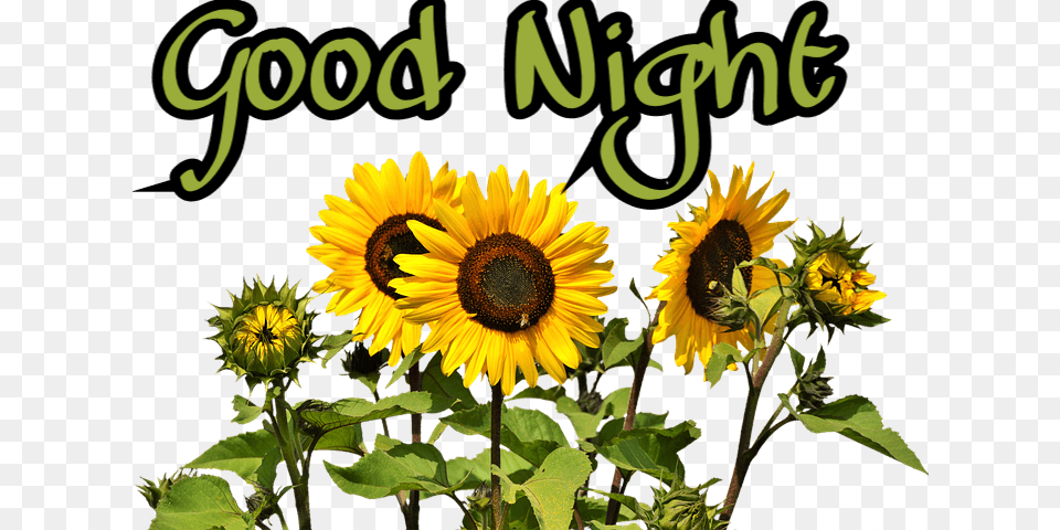 Transparent Good Night Sunflowers, Flower, Plant, Sunflower Free Png Download