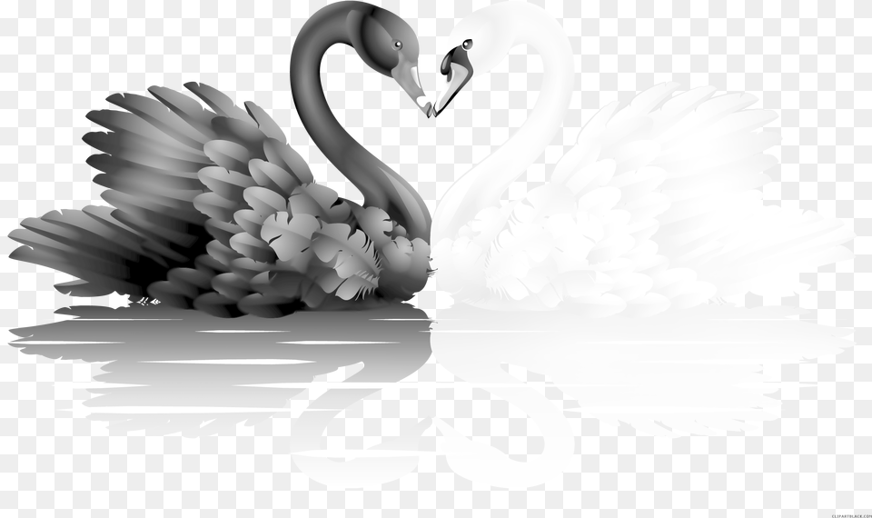 Transparent Goose Clipart Black And White White And Black Swan, Animal, Bird Png Image