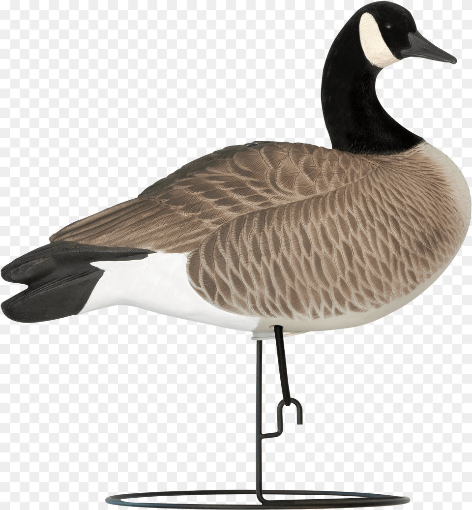 Transparent Goose Head Canada Goose, Animal, Bird, Waterfowl Png Image