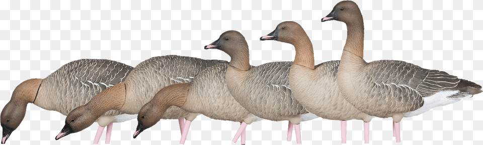 Transparent Goose Head Mallard, Animal, Bird, Waterfowl Free Png Download