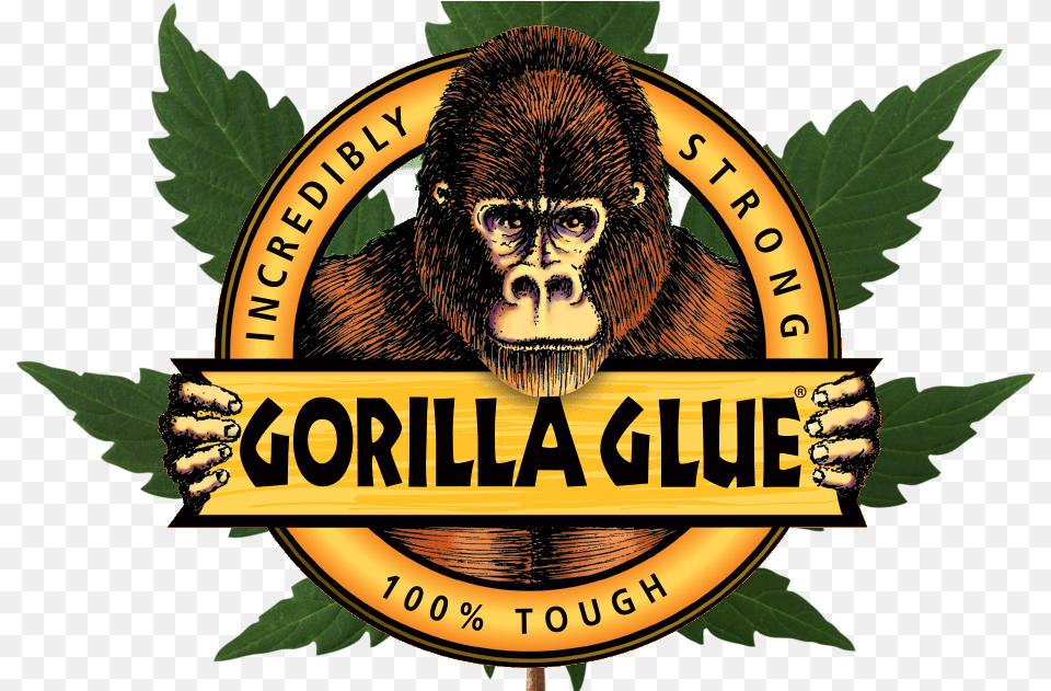 Transparent Gorilla Logo Gorilla Glue Strain Logo, Animal, Ape, Mammal, Wildlife Png
