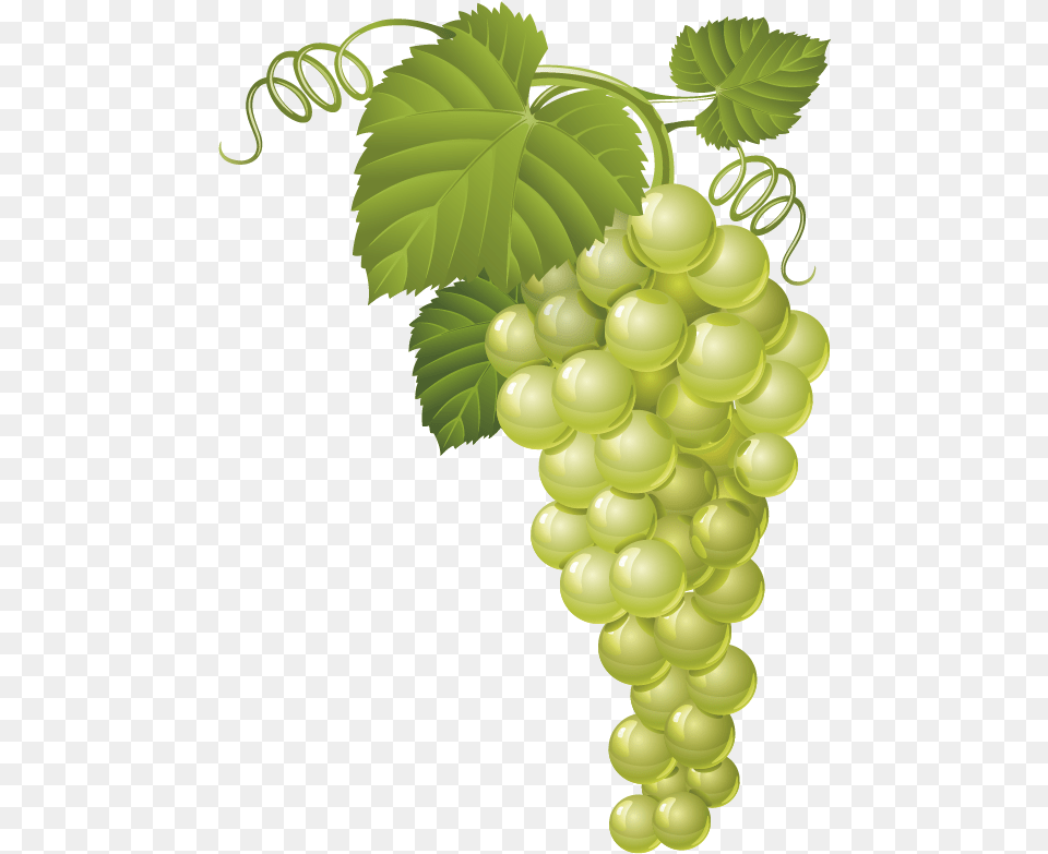 Transparent Grapes Clipart Grape Vector, Food, Fruit, Plant, Produce Png Image