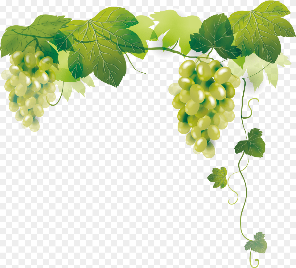 Grapes Vector, Food, Fruit, Plant, Produce Free Transparent Png