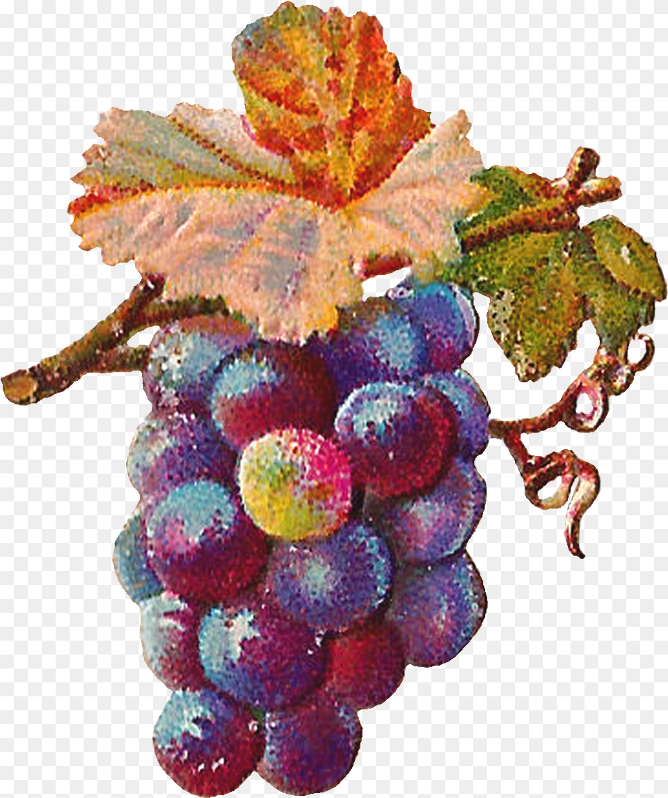 Grapevine Digital Art Of Grapes, Food, Fruit, Plant, Produce Free Transparent Png